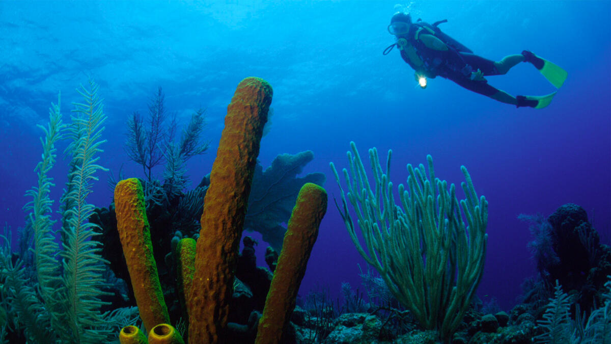 Belize PADI Scuba Diving Courses Off The Wall Belize Dive Resort